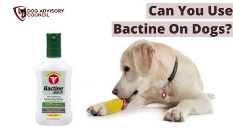 Is bactine ok for dogs. Things To Know About Is bactine ok for dogs. 